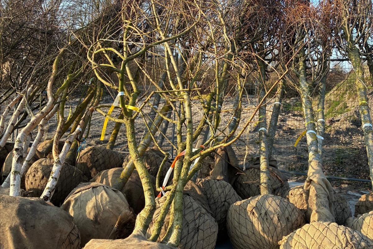 Bomen in bakken voor de Binnenstad van Dokkum 