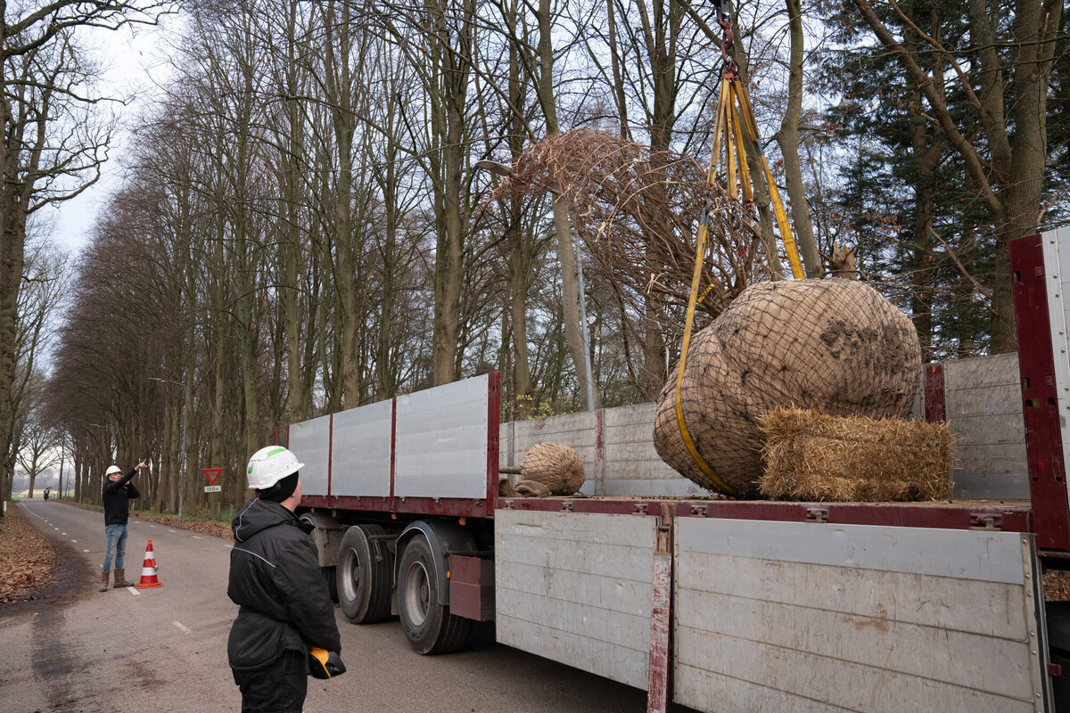 Het hijsen van de boom
