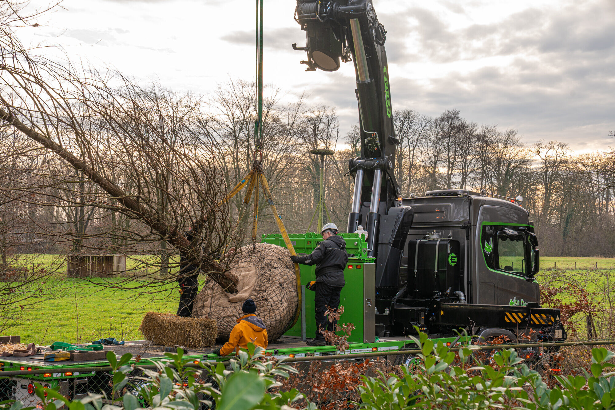 Aanplant monumentale moerascipres op landgoed