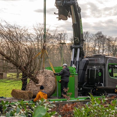 Aanplant monumentale boom, Utrecht
